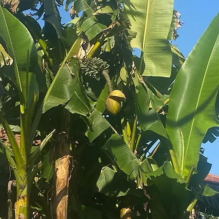 Garbata *