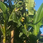 Garbata *